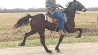 Sold  Genesis  Standardbred Trotter Filly Rosharon Tx [upl. by Reifel727]