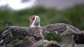 Giant Petrels fighting for a carcass  South Georgia  Antarctica [upl. by Mckinney]