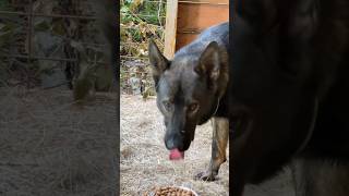 Завтрак🍽️shepherd germanshepherd овчарка puppy gsd funnydogs немецкаяовчарка dogshorts dog [upl. by Map]