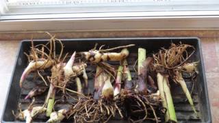 How to Overwinter Canna Lily Bulbs [upl. by Tarryn]