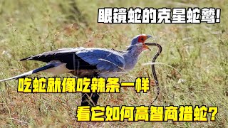 眼鏡蛇的克星蛇鷲！吃蛇就像吃辣條一樣，看它如何高智商獵蛇？ [upl. by Malvin]