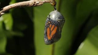 Monarch butterfly emerging time lapse [upl. by Juanita272]