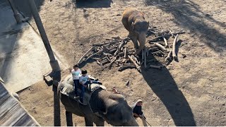 Knies Kinderzoo Rapperswil Switzerland 🇨🇭  😍 فیل سواری امیر و سمیر [upl. by Zetrok777]