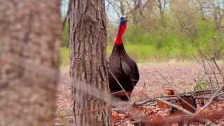 Wisconsin Spring Turkey Hunt [upl. by Torrence]