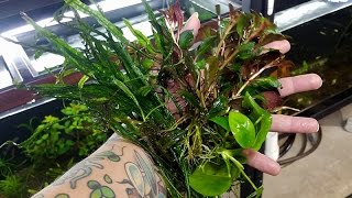 My top five EASY aquarium plants [upl. by Reinal]