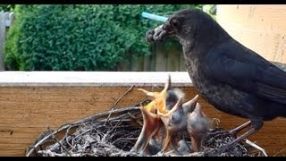 Amsel Mutter UND Vater füttert ihre Jungen im Vogelnest [upl. by Ellenid]