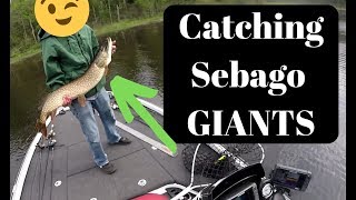 Catching Giant pike on Sebago Lake [upl. by Truscott]