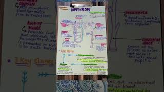 Nephron physiology and biology [upl. by Rotciv]