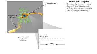 Summation  defined spatial temporal amp AP generation or not [upl. by Erastatus]