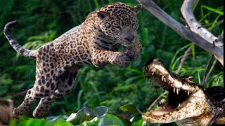 Crocodiles Wait For Jaguar Across The River [upl. by Rafferty]