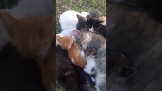 Stray family cats [upl. by Bill504]