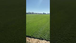 Beautiful tall fescue grass at the sod farm Central sod Annapolis landscaping [upl. by Ecyned]