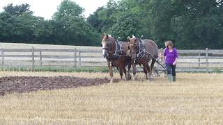 Trimpley Heavy Horse Show Suffolk Punch horses in action [upl. by Eneja]