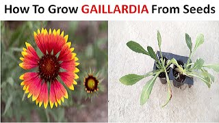 How to grow Gaillardia from seeds Stepbystep [upl. by Ecadnac]