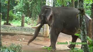 അന്ന് സത്യം പറഞ്ഞാൽ ഇടഞ്ഞതല്ല പേടിച്ചതാkodanad peelandikodanadpeelandi [upl. by Noval505]