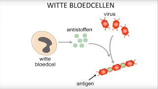 Virussen bacteriën witte bloedcellen en inentingen [upl. by Helene]