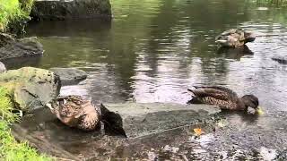 birds tripping around tveiten birdwater in naturebeauty autumn crows pigeons and young ducks [upl. by O'Neill]