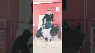 Karis 2 years ago vs Now showing pigs at livestock shows showpigs pigs [upl. by Tomaso]