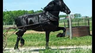 Percheron Stallion Yoder Farms Duke [upl. by Eddi]