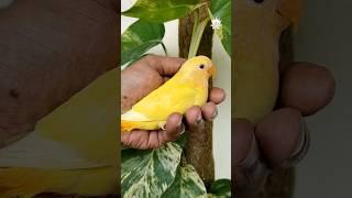 🦜லவ் பேர்ட் எப்படி ஊட்டி வளர்கிறது💉 how to tame African lovebird [upl. by Justin]