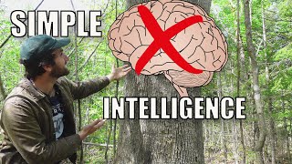 How Trees Can Think Without a Brain [upl. by Adarbil]