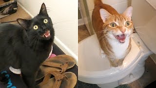 7 Sounds Cats Make and What They Mean [upl. by Kopans398]