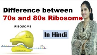 Difference between 70s ribosome and 80s ribosome  In Hindi  Science Explored [upl. by Airbmac]