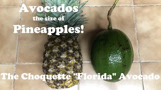 Florida Avocados the size of Pineapples  The Choquette Avocado [upl. by Iknarf241]