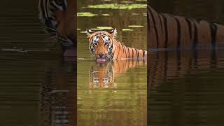 Tiger’s Oasis Relaxing in the Waterhole 💦 viralvideo viralvideos [upl. by Kate]