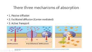 Carbohydrates Metabolism Digestion and Absorption  Lecture 10a [upl. by Milly284]