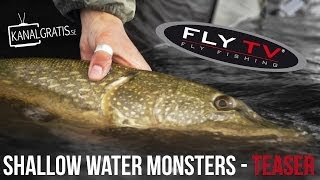 TEASER FLY TV  Shallow Water Monsters  Fly Fishing for Big Pike [upl. by Ibloc]