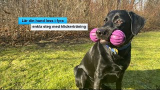 Hundträning  Lär din hund quotlossquot med klickerträning [upl. by Nylecsoj466]