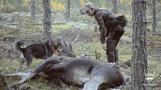 JÄGARLAND  skjuter älg på gångstånd [upl. by Adnuhsal]