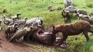 Animal Attack wild bour Babies and Bad Hyena Cubs Top ten10attack [upl. by Tserrof]