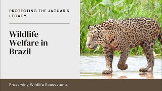 Wildlife Welfare in Brazil The Jaguars Land and Legacy [upl. by Ehlke]