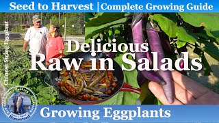 How to Grow Eggplants SEED to HARVEST [upl. by Ahsirahc]