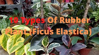 10 Types of Rubber Plant  Ficus Elastica Varieties Including Care Tips [upl. by Lietman892]