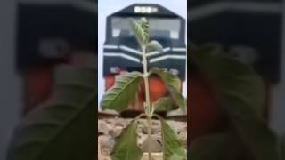 Excited Train 🤩 train trainvideo viralshorts shorts trainvideos youtubeshorts youtube fyp [upl. by Natsuj519]