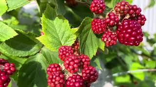 Blackberries Backyard Gardening [upl. by Ecertak]