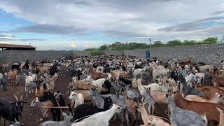 Rebanho de 1400 cabras  nativas do Brasil  em pleno nordeste seco [upl. by Dorison]