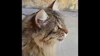 Cats Chirping and Chattering  CAT COMPILATION [upl. by Acisset]