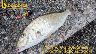 Mormore a bolognese e bigattini dalla spiaggia [upl. by Asle430]