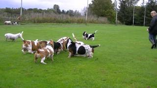 Scottish Basset Hound Walk At Forfar Loch [upl. by Ahsenwahs]