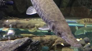 Arowan Gar and Bichir tank [upl. by Loats]