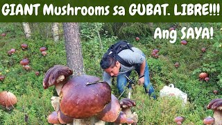 LIBRENG Mushrooms sa GUBAT MUSHROOM PICKING Foraging SUPERFOOD [upl. by Vadim]