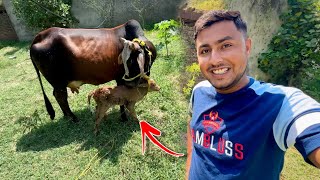 Mubarak Howy 🥳 Cow Ne Baby De Diya [upl. by Antons]