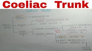 Coeliac Trunk  3a  Stomach Blood Supply  TCML Anatomy [upl. by Swen362]