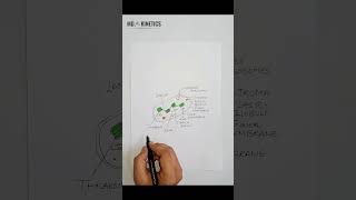 Chloroplast Diagram  Plant Cell  Biology  ytshorts shorts viral [upl. by Arianna]