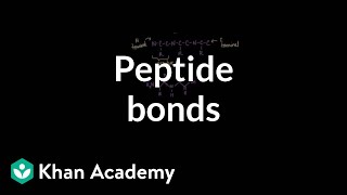 Peptide bonds Formation and cleavage  Chemical processes  MCAT  Khan Academy [upl. by Savil]