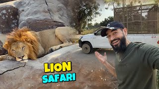 Lahore mein lion safari ka adventure kar lia 😍🦁 [upl. by Ardeha]